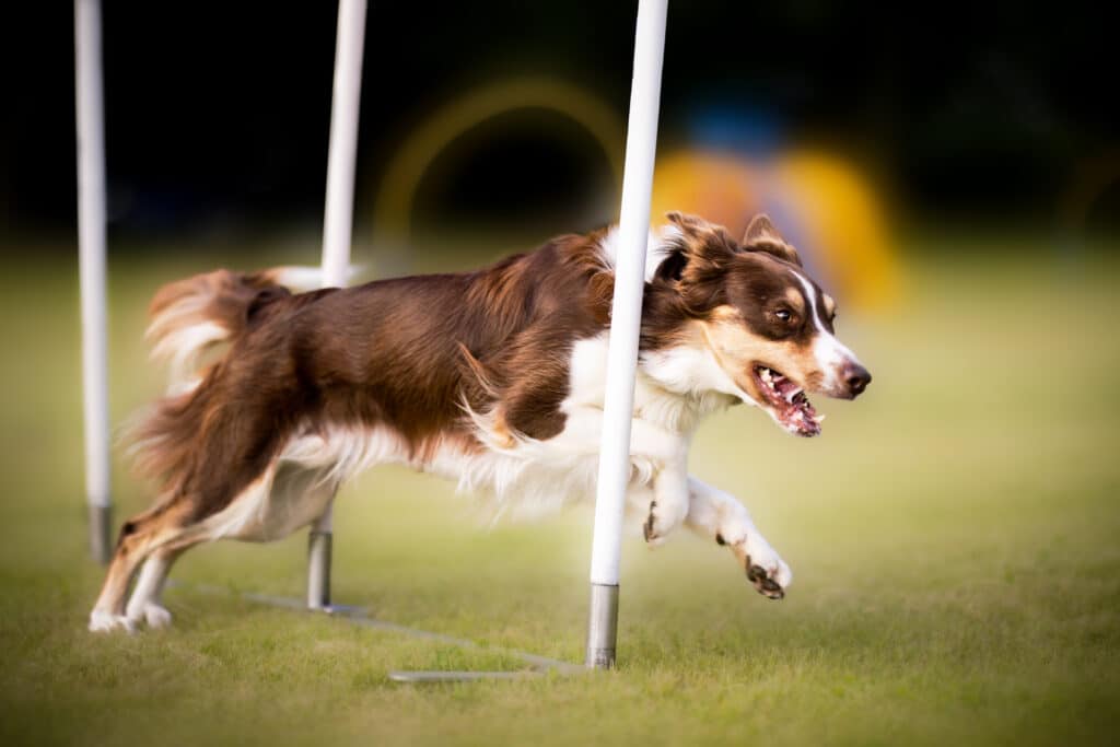 Quiro løber agility